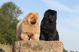CHOW CHOW 002